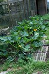 potager 022.JPG