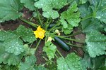potager 023.JPG
