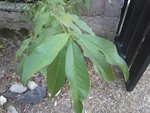 Photo0582 4.jpg