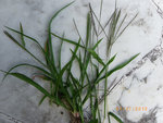 plante 310712 002.jpg