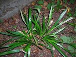 DSCN1509.JPG
