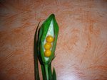 DSCN1515.JPG