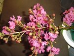 photo de la fleur