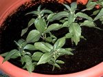 les plantes du pot
