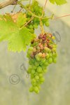 une des grappes qui a été touchée par la maladie ? mais si c' est mildiou il faut que je traite vite
