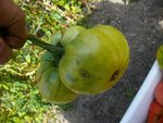 greengiant010812.JPG