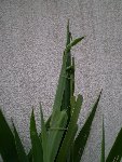 juillet 2008 013.jpg
