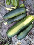 courgettes 020812.jpg