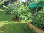 potager 2x.jpg
