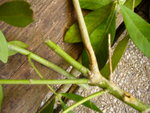 2012-08-03 001 003.JPG