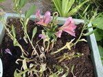 voici une photo de ma plante en souffrance !! merci de vos conseils