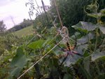 Araignée dans le jardin.jpg