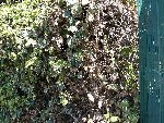 Copie de P1020210.JPG