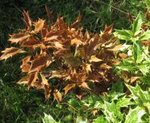 osmanthus1.jpg