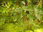 2012-08-04 001 003.JPG