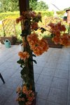 Bougainvillier.JPG