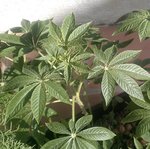 IMG_2012-08-04_172156.jpg