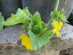 DSC01252.JPG
