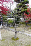 mume_KYO1855 - copie_57.JPG
