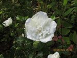 hibiscus x.jpg