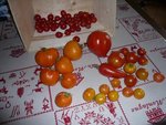 récolte de tomates.jpg