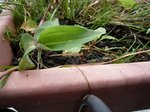 Plante mystère