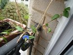 Plante mystère
