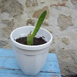 cactus.JPG