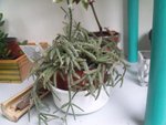 c'est un cactus mais lequel