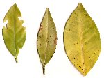 feuilles_oranger.jpg