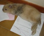 Hyolain2.jpg