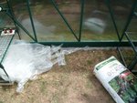 Ici je ferais surement un carré de terre pour pouvoir planter plus tôt! :)