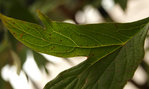 P8062013.JPG
