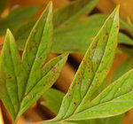 P8062010.JPG