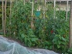 Vue d'ensemble des tomates.jpg
