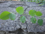 DSC01275.JPG