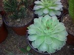 comme un sempirvivum, mais feuilles plus &quot;raides&quot;
