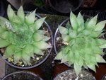 une haworthia mais ?