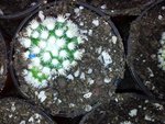 iden cactus 007 (Custom).jpg