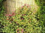 Photo 037.jpg