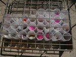 les graines sont stockées dans des flacons.jpg