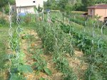 potager 2012