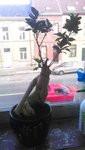 IMAG0266.jpg