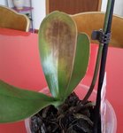 orchidée (2).jpg