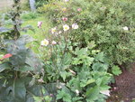 Photo 262.jpg
