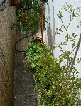 Le coin potager: fraises, fraises des bois, tomates cerise (dévalisées quotidiennement par mes filles...)