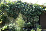 kiwi00113.JPG