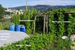 Topinambours et haricots rames_9_août_2012.JPG