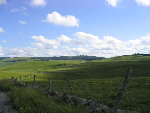 l'aubrac, plateau à vaches