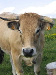 les vaches de l'Aubrac
